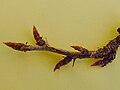 Ribes grossularia a1.JPG