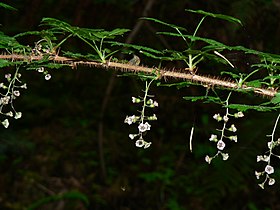 Ribes lacustre