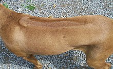 Perro crestado rodesiano - Wikipedia, la enciclopedia libre