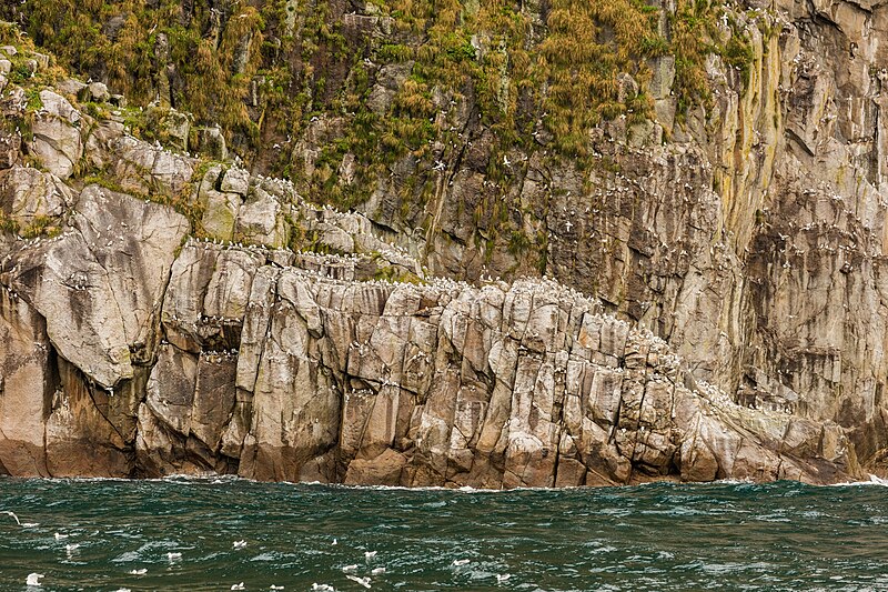 File:Rissa tridactyla, Bahía de la Resurección, Seward, Alaska, Estados Unidos, 2017-08-21, DD 26.jpg