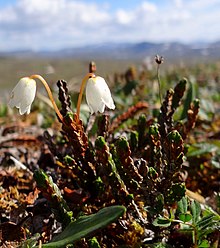 Arctic Bell-heather (Cassiope tetragona) is common when the mean July temperature is near 6 °C (43 °F).[9]