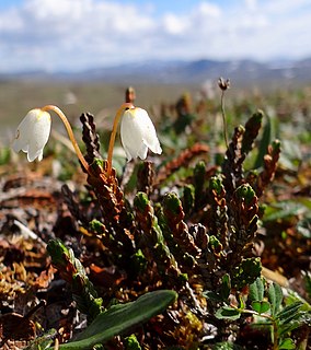 <i>Cassiope tetragona</i> Species of flowering plant in the heath family Ericaceae