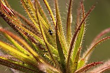 Roridula gorgonias showing glandular tentacles that secrete a resin that traps insects. Photo: Tony Rebelo. Roridula gorgonias Rebelo 4.jpg