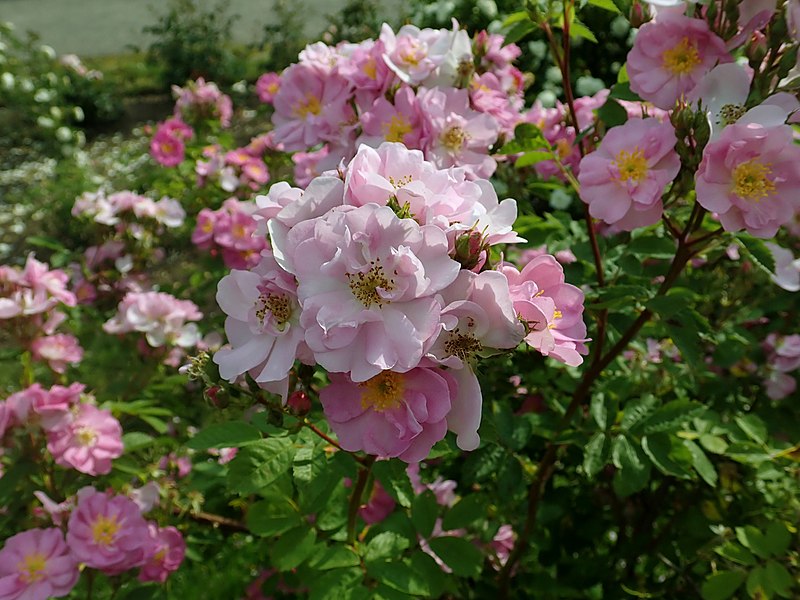 File:Rosa Theano 2019-06-06 8760.jpg