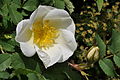 Rosa spinosissima.jpg