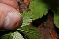 Rubus pedatus