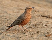 Kawal WS, RW-құйрықты Lark (Ammomanes phoenicurus), AP W IMG 2004.jpg