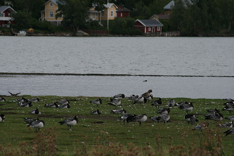 File:Ruissalo Branta canadensis.jpg