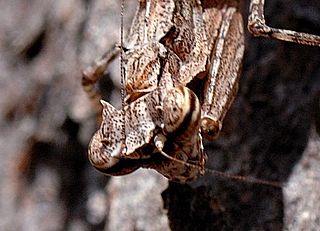 <i>Gyromantis kraussi</i> Species of praying mantis