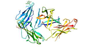 <span class="mw-page-title-main">IL1RL1</span> Protein-coding gene in the species Homo sapiens