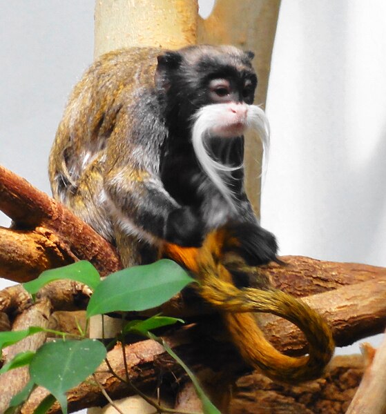 File:Saguinus imperator - Zoo Frankfurt.jpg