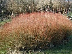 Salix-purpurea-habit.JPG
