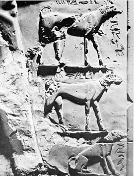 The dogs of Intef II on his funerary stele, Egyptian Museum, Cairo. Saluki egypt.jpg