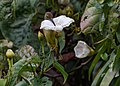 * Nomination Sandakan, Sabah: A female black-throated sunbird (Aethopyga saturata) collects nectar from a flower (Photo taken in Rainforest Discovery Center) --Cccefalon 03:59, 11 April 2016 (UTC) * Promotion Good quality. --Johann Jaritz 04:10, 11 April 2016 (UTC)