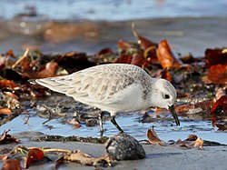 Sanderling (Calidris alba) (6).JPG