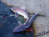 Bethany Beach contains many forms of wildlife, including sand sharks