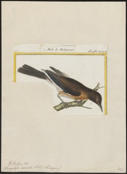 Saraglossa aurata - 1700-1880 - Print - Iconographia Zoologica - Special Collections University of Amsterdam - UBA01 IZ15800167.tif