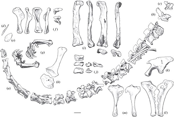 Illustration of the bones in the holotype