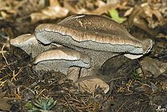 Sarcodon glaucopus 112419.jpg