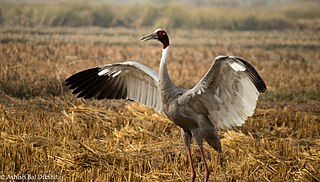 <span class="mw-page-title-main">Dhanauri Wetlands</span>