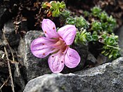 Saxifraga oppositifolia `Splendens` 2.JPG