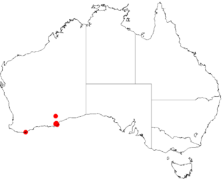 <i>Scaevola brookeana</i> species of plant, native to Western Australia