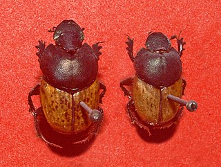 <i>Onthophagus vacca</i> Species of beetle