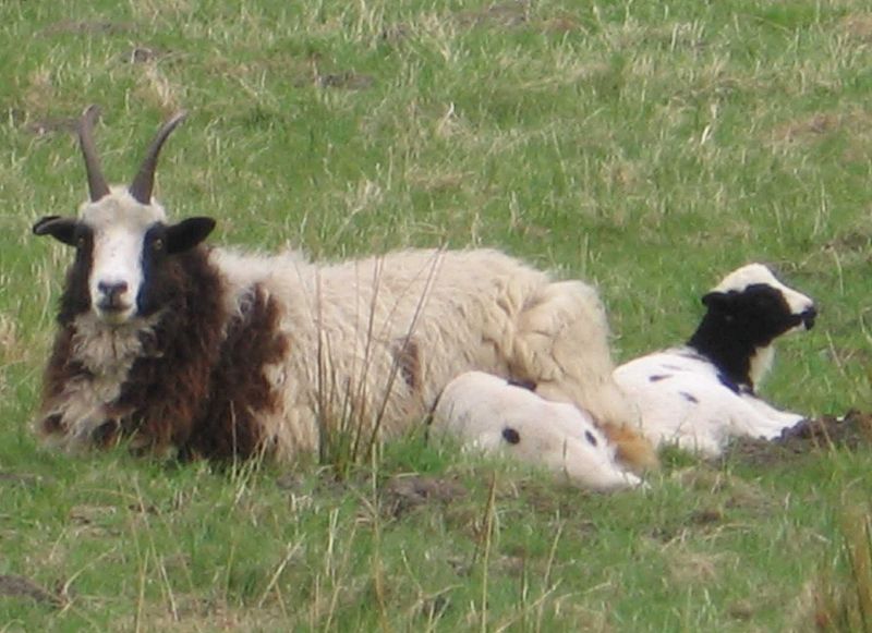 File:Schaap met lam.jpg