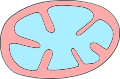 Schema mitochondrion basic.svg