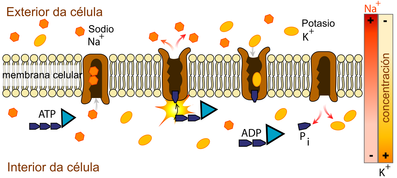 Калий натриевый. Калий натриевый насос АТФ. Натрий-калиевая аденозинтрифосфатаза. Калий натриевый насос схема. Натрий калиевая АТФАЗА И насос.