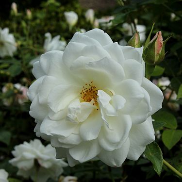 Rosa 'Schneewittchen' - flower and buds