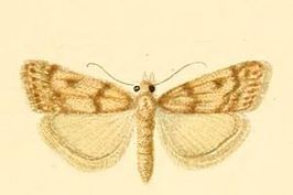 Scoparia dicteella