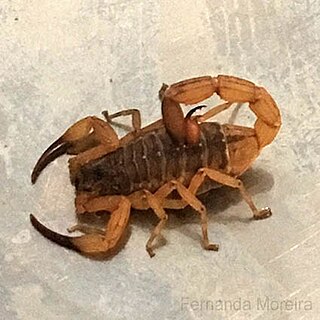<i>Tityus serrulatus</i> Species of scorpion
