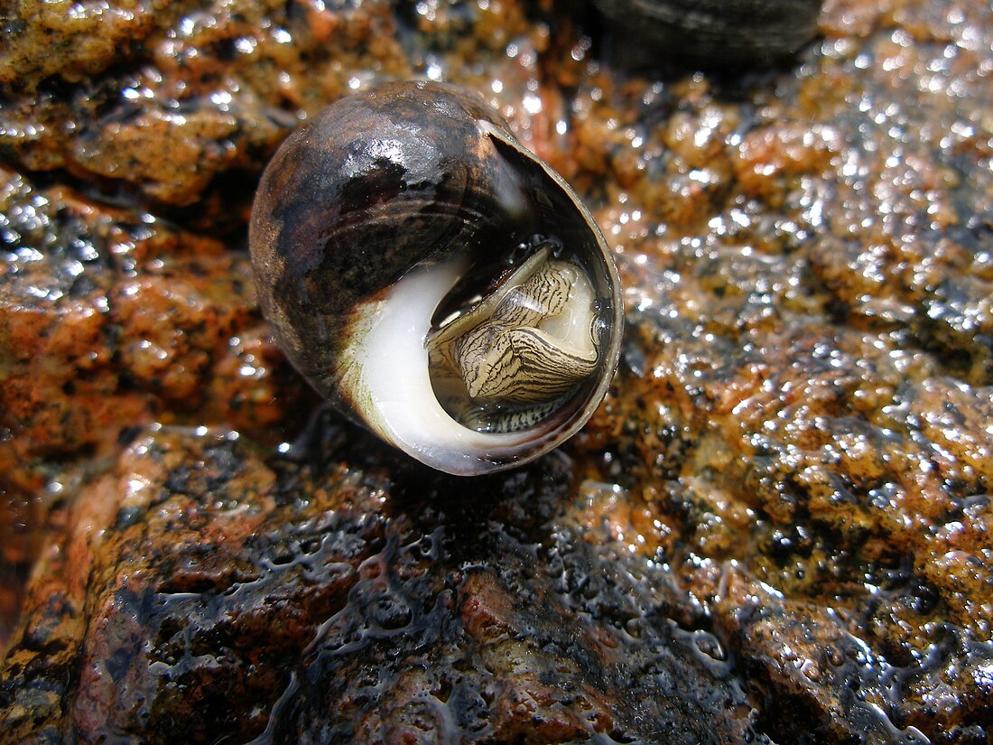 Vanlig strandsnäcka