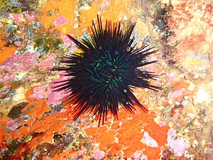 Sea urchin at South East Bay, Three Kings Islands PA121527.JPG