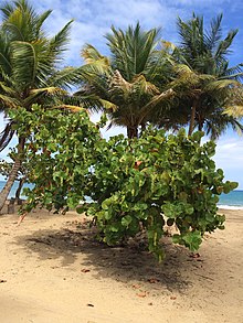 Seagrape (Coccoloba uvifera) shrub at Playa Lucia, Yabucoa, Puerto Rico.jpg