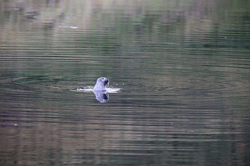 File:Seal in Loch Teacuis - geograph.org.uk - 2055949.jpg