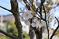 P072 汐風桜 Shiokazezakura 花の写真