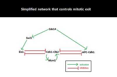 Fig. 3 Simplified network involving Cdk1-Clb2, APC-Cdh1, Sic1, and Cdc14. Double negative feedback loop, mediated by APC-Cdh1 and Sic1, is required to suppress Cdk1-Clb2 and trigger mitotic exit. Simplified network controls mitotic exit.jpg