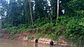 Singes de la réserve de faune de Douala - Edea 11.jpg