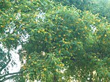 Siris blancs de la plaça Molina, arbres d'interès local.