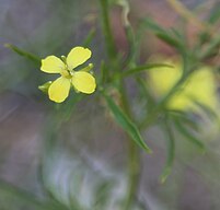 Tumble-mustard (Sisymbrium altissimum) flower close