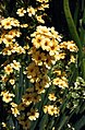 Sisyrinchium striatum