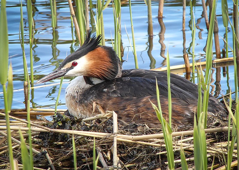 File:Skäggdopping (Podiceps cristatus) på bo..jpg