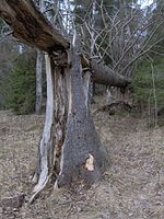 Flemingsbergsskogen Nature Reserve