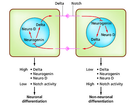 The Notch-delta system in neurogenesis.(Slack Essential Dev Biol Fig 14.12a)