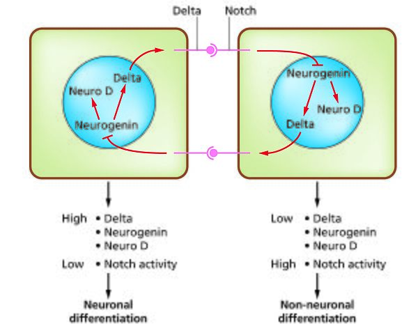 The Notch-delta system in neurogenesis (Slack Essential Dev Biol Fig 14.12a)