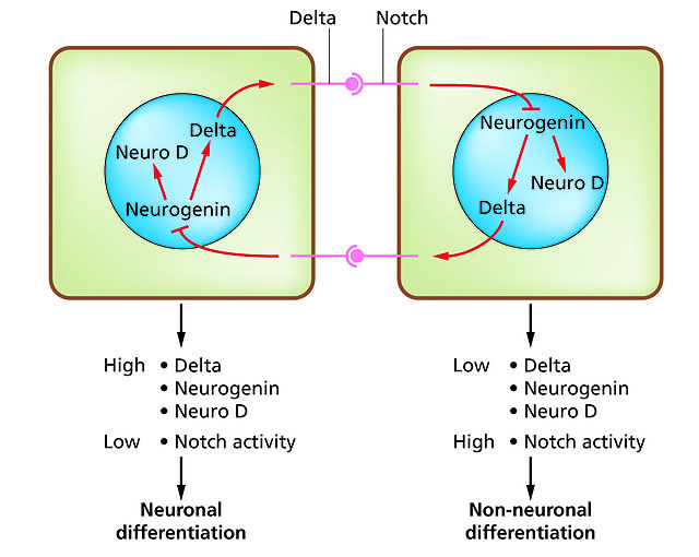 The Notch-delta system in neurogenesis (Slack Essential Dev Biol Fig 14.12a)