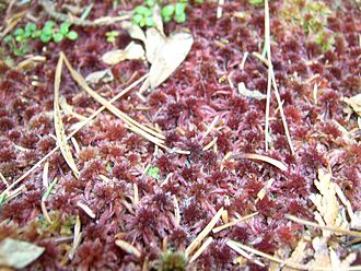 Red peat moss Small red peat moss (Orphan Lk) 3.JPG