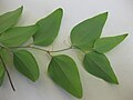 Lower surface of leaves